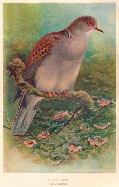 Turtle Dove Turtle Turtle, 1900, 1900 tekijältä Charles Whymper