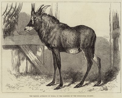 Nubian hevosantilooppi, Zoological Societyn puutarhoissa tekijältä Charles William Carter