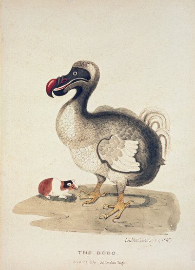 Dodo- ja marsututkimus, 1847 tekijältä Charlotte Augusta Spencer Churchill