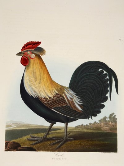 Kukko, Phasianus, pubi. 1835 Käsinvärinen kaiverrus. tekijältä Charlotte Lousia Emily Perrott