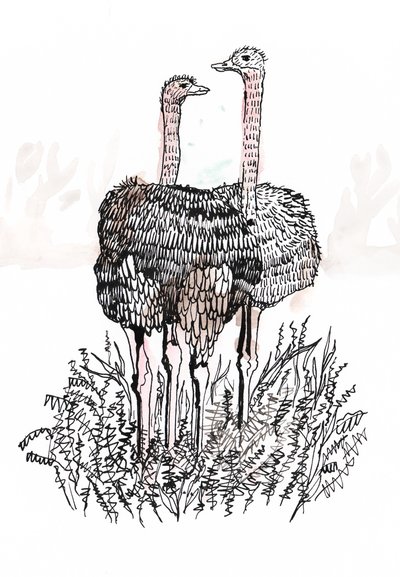 Flamingot, 2018 (kynä ja muste) tekijältä Charlotte Orr