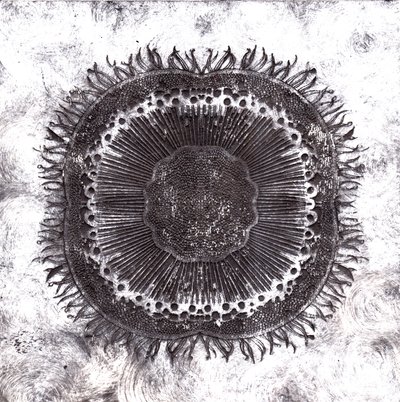 Kasvisolut, 2019 (kuivapisteetsaus) tekijältä Charlotte Orr