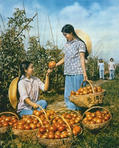 Kiinalaisen ruoan tuotanto: kypsät tomaatit tekijältä Chinese Photographer