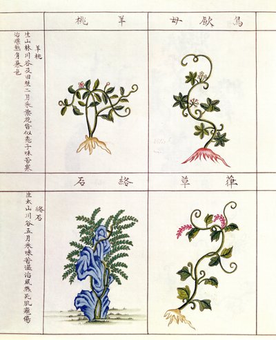 Neljä kasvia Pen Tsaosta, lääkekasvien kokoelma 1700-1800-luvulta tekijältä Chinese School