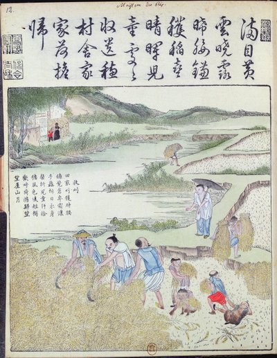 Harvest, riisikulttuuri Kiinassa (värillinen puupainatus) tekijältä Chinese School
