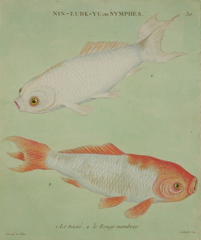 Le Nacre, Le Rougi-Members, kaiverrus Francois Nicholas Martinet (1731-s.1796) (painettu) tekijältä Chinese School
