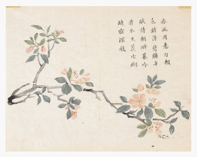 Sinapinsiemenpuutarha tekijältä Chinese School