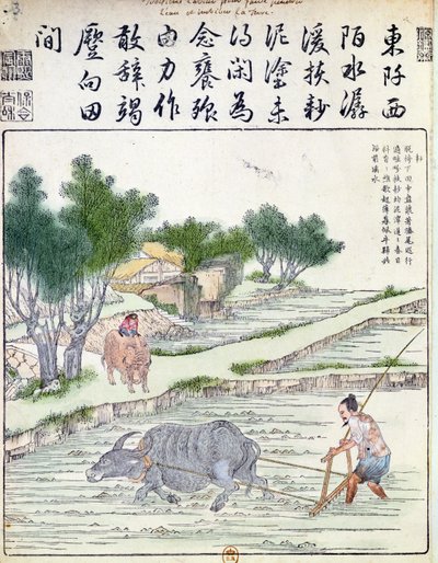 Riisin viljely Kiinassa tekijältä Chinese School