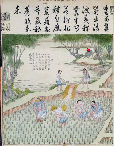 Kiinnitys, riisikulttuuri Kiinassa (värillinen puupainatus) tekijältä Chinese School