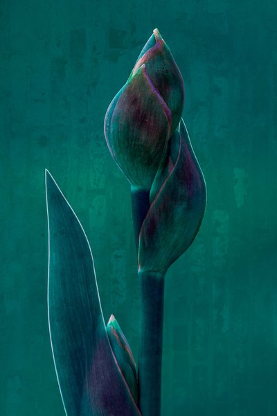 Moody Botanical Bloom tekijältä Chris Hamilton
