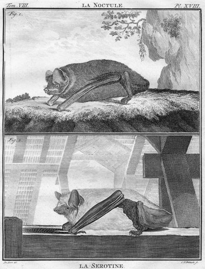 La Noctule & La Serotine, c1763. tekijältä Christian Friedrich Fritzsch
