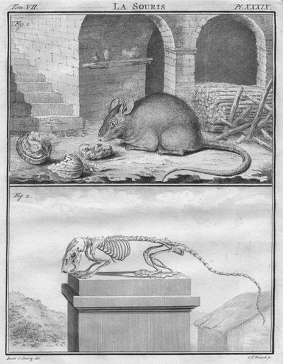 Hiiri, c1763. tekijältä Christian Friedrich Fritzsch