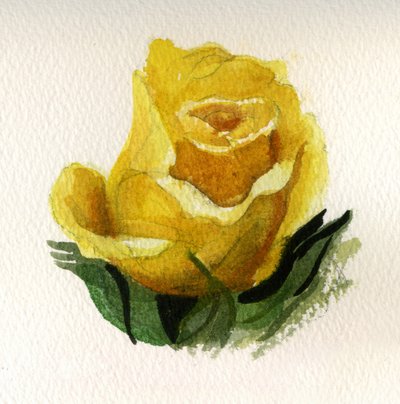 Keltainen ruusu, 2009 (akvarelli paperille) tekijältä Christian Furr