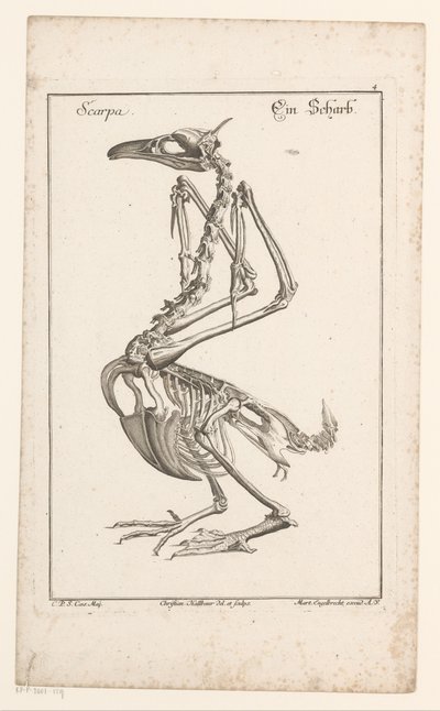 Skeleton van een aalscholver Scarpa / A Sharb (otsikko esineessä) Erilaiset Sceleta- tai jalkarungot (sarjan nimi) tekijältä Christian Hallbaur