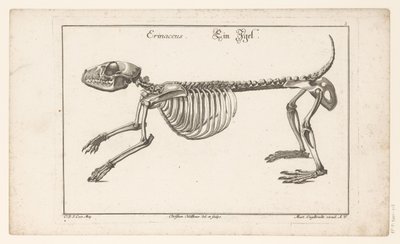 Siilin luuranko Erinaceus / Ein Egel (otsikko esineessä) Unterschiedliche Sceleta tai Bone-Cörper (sarjan nimi) tekijältä Christian Hallbaur