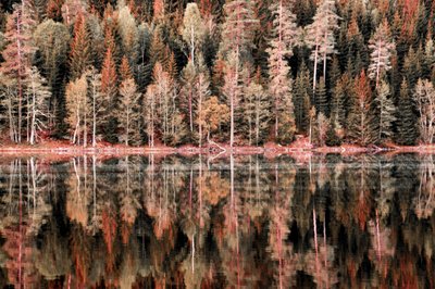 Syksyn metsän heijastuksia tekijältä Christina Sillen