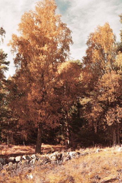 Kultaisen syksyn metsä tekijältä Christina Sillen