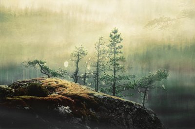 Sumuisen metsän männyt tekijältä Christina Sillen