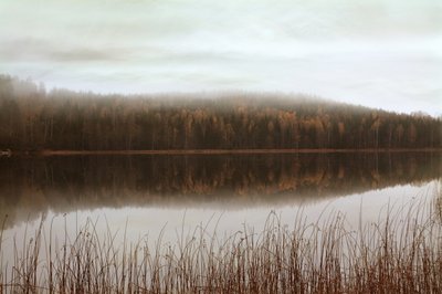 Sumuisen metsän heijastukset tekijältä Christina Sillen