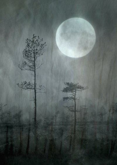 Misty Moonin metsä tekijältä Christina Sillen