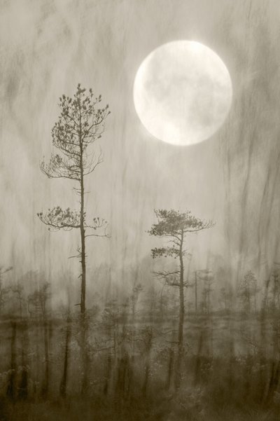 Misty Moon -kirja tekijältä Christina Sillen