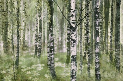 Rauhallinen koivumetsä tekijältä Christina Sillen