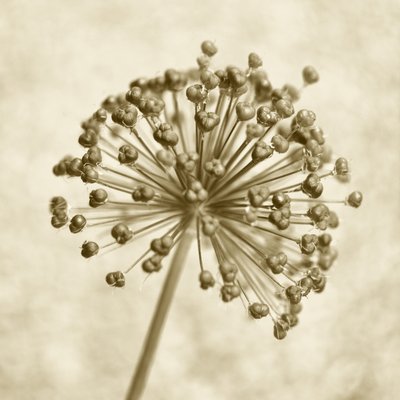 Sepia-sipulipallo tekijältä Christina Sillen
