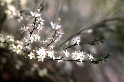 Sloe-kukka tekijältä Christina Sillen