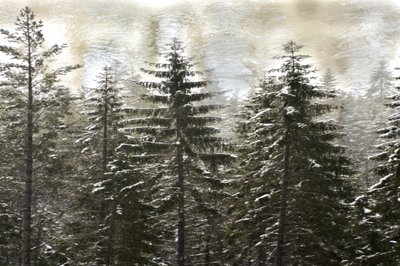 Luminen talvimetsä tekijältä Christina Sillen