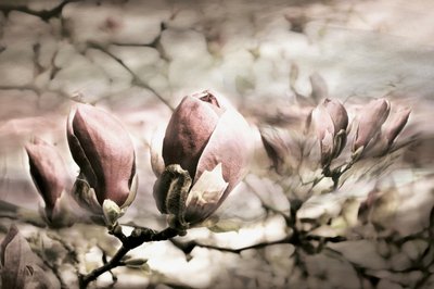 Pehmeät magnolian silmut tekijältä Christina Sillen