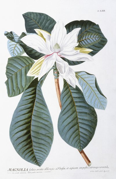 Magnolia, 1750-1773 tekijältä Christoph Jacob Trew