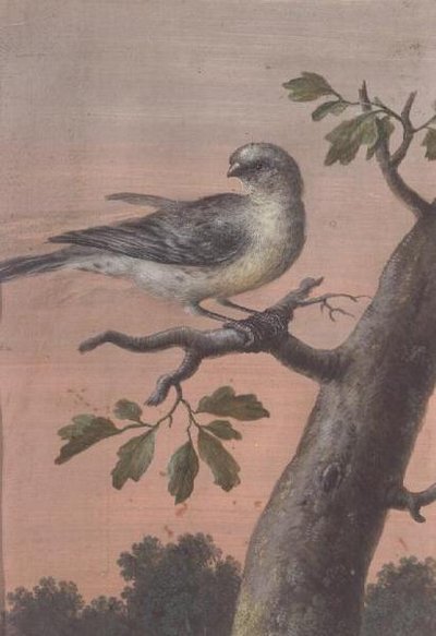 Lintu oksalla (guassi), (katso myös 60075) tekijältä Christoph Ludwig Agricola