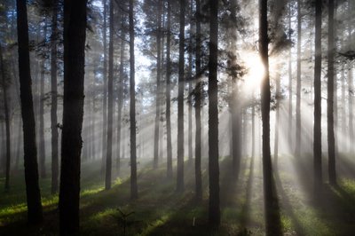 Sumuisen metsän auringonsäteet tekijältä Christoph Schaarschmidt