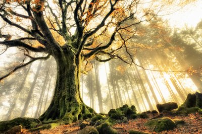 Sumuisen metsän auringonsäteet tekijältä Christophe Kiciak