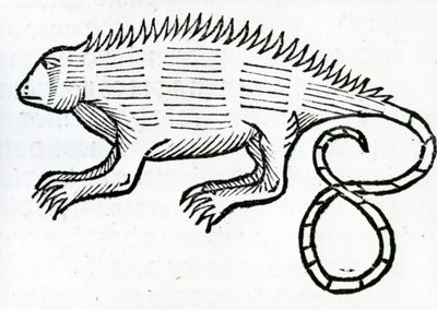 Iguana "Intian yleisestä historiasta" vuodelta 1547 tekijältä Christopher Columbus