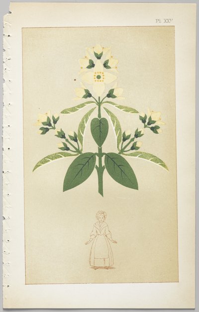 Koristeellisen suunnittelun taide: liite, joka ilmoittaa kellonajat, jolloin kukat avautuvat, julkaisija Day & Son, Lontoo, 1862 tekijältä Christopher Dresser