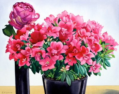 Azalea ruusu tekijältä Christopher Ryland