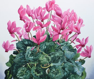 Cyclamen muotokuva tekijältä Christopher Ryland