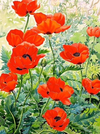 Garden Red Poppies (akvarelli paperille) tekijältä Christopher Ryland