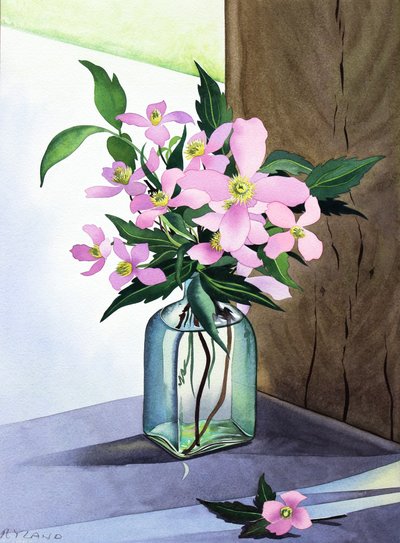 Still Life Pink Clematis (akvarelli paperille) tekijältä Christopher Ryland