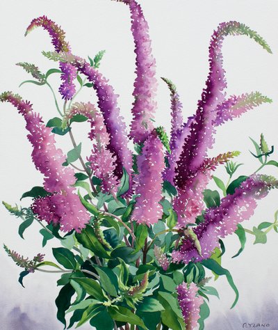 Villi Buddleia tekijältä Christopher Ryland