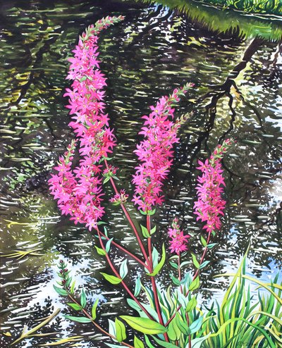 Wild Loosestrife (akvarelli paperille) tekijältä Christopher Ryland