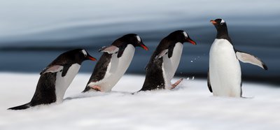 Gentoo-pingviini liikkeessä tekijältä Chuanxu Ren