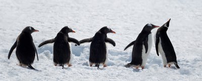 Pingviinit lumisella kävelyllä tekijältä Chuanxu Ren