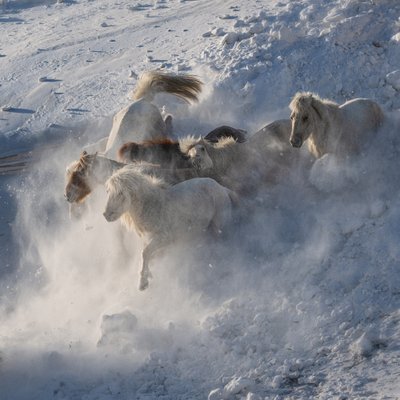 Lumessa juoksevat villihevoset tekijältä Chuanxu Ren