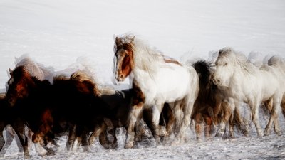 Talvessa liikkuvat villihevoset tekijältä Chuanxu Ren