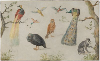 Lintujen ja apinoiden tutkimus tekijältä Circle of Jan van Kessel the Elder