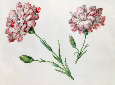 Neilikat tekijältä Claude Aubriet