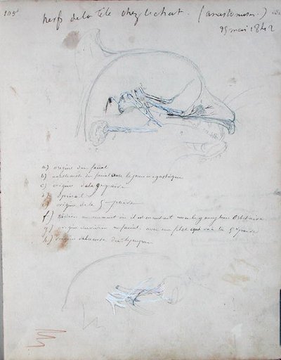 Hermosto kissan päässä, toukokuu 1842 (kynä paperilla) tekijältä Claude Bernard