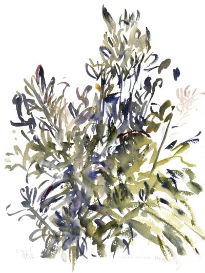 Senecio ja muut kasvit, 2003 (akvarelli) tekijältä Claudia Hutchins Puechavy